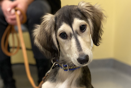 Veterinärhuset Lidköping Ab