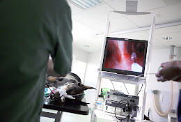Veterinarian Landskrona Smådjursklinik