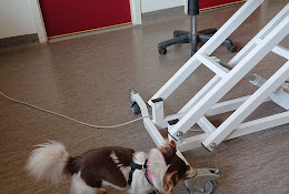 Veterinärkliniken I Rättvik Ab