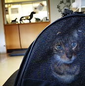VeterinÀrservice