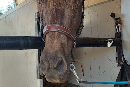 Veterinary Svenljunga