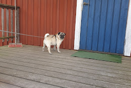 Vm Veterinär Ab