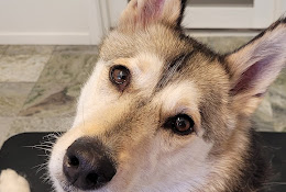 Your Veterinarian In Sollefteå Ab