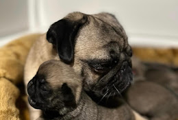 Zoomarket Veterinär